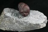 Rare Red Phacops Trilobite - Hmar Lakhdad, Morocco #25268-1